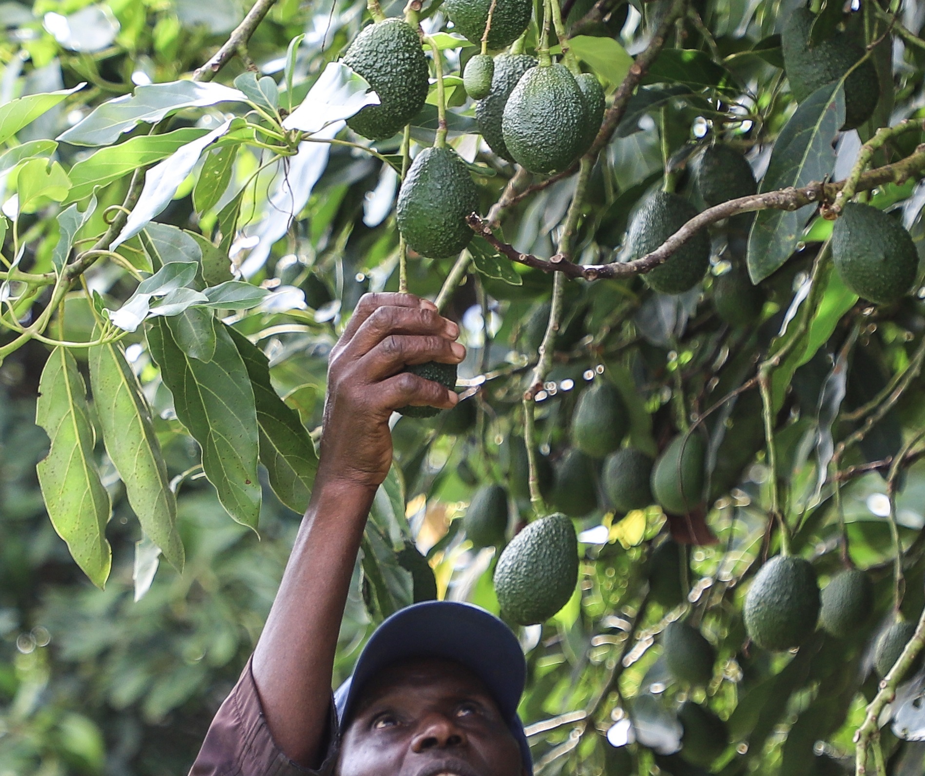 Fresh Harvested Avocados
