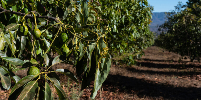 Lushoto Avocado Orchard