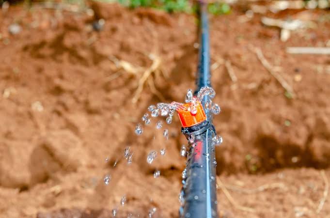 Drip irrigation on avocado plants