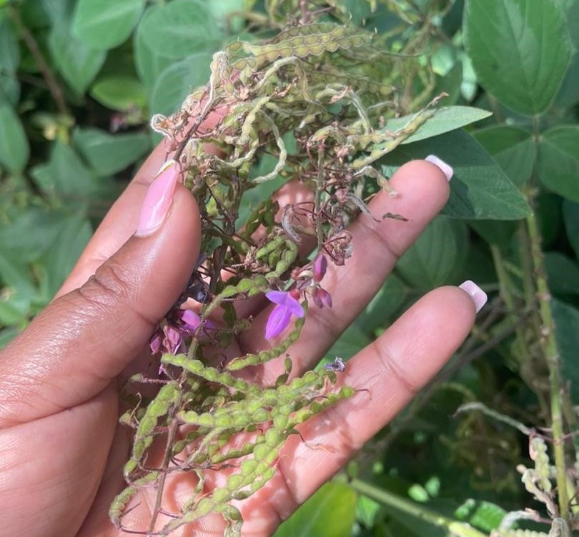 Greenleaf Desmodium seeds